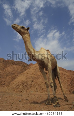 Camel (Dromedary) in the Sinai Desert beside the Red Sea in Egypt