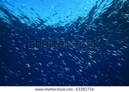 Water background with shoal of fish fry