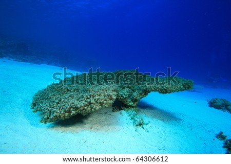 Environmental Problem - a dead Acropora Table Coral killed by rising sea temperatures and pollution