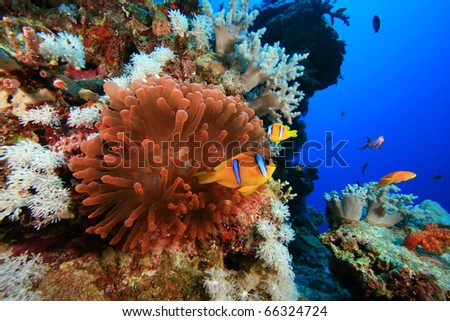  Anemone Fish on Pair Of Red Sea Anemonefish In A Fluorescent Bubble Anemone Stock