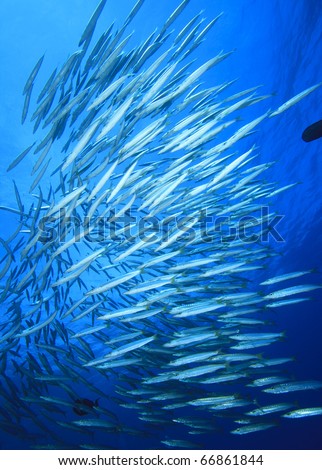 Underwater image of School of Yellowtail Barracuda Fish