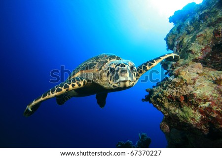 Underwater Image of Hawksbill Sea Turtle swimming towards the camera