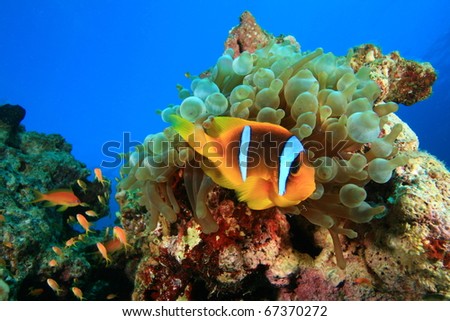 Underwater image of Red Sea Anemonefish (Clownfish) in an anemone on a coral reef