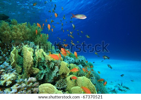 Coral Reef and Tropical Fish in the Red Sea, Egypt