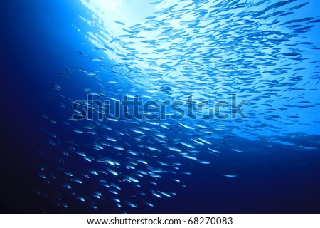 Shoal of Mackerel Fish in blue ocean