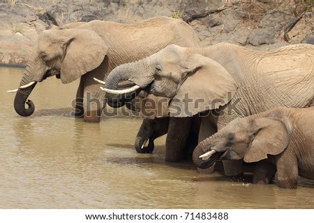 African Elephants herd drinking at a Waterhole