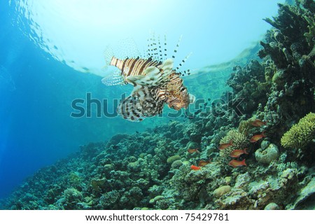 Lionfish (Pterois volitans) on coral reef
