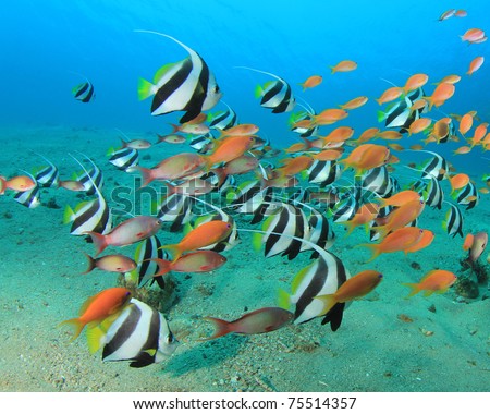 Lots of Colourful Tropical Fish: Schooling Bannerfish and Lyretail Anthias Fish