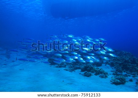 School of Mackerel Tuna below fishing boat