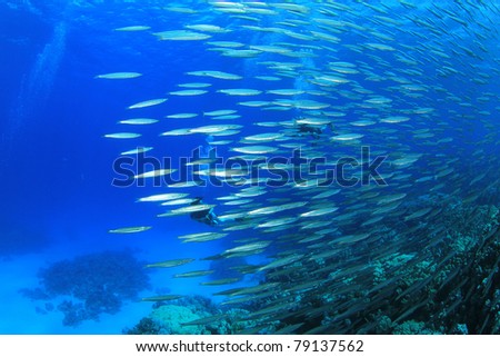 Large School of Yellowtail Barracuda Fish. Scuba Divers in the Background