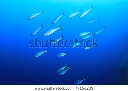 School of wild Tuna fish in blue sea