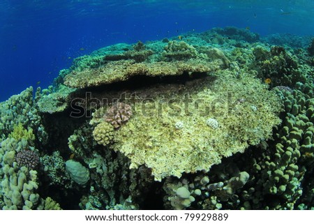 Pollution problem: Dead coral killed by global warming and pollution of the Seas