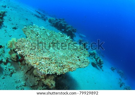 Pollution problem: Dead coral killed by global warming and pollution of the Seas. A portion of earnings from my photo sales will be donated to organisations dedicated to environmental conservation.