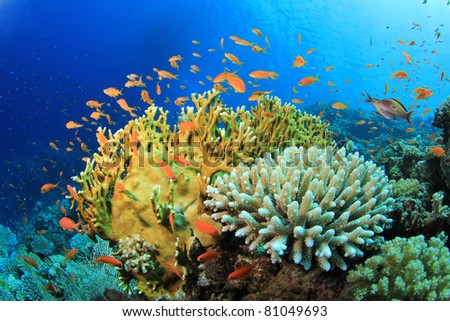 Lyretail Anthias fish and Hard Corals on a reef in the Red Sea
