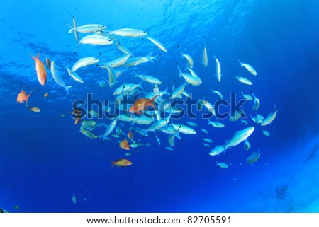 Shoal of Sardine Fish in the Ocean