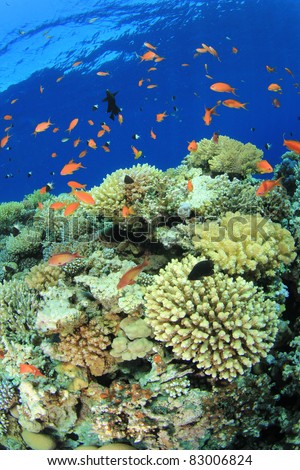 Coral Garden with Tropical Anthias Fish beside a deep water drop-off