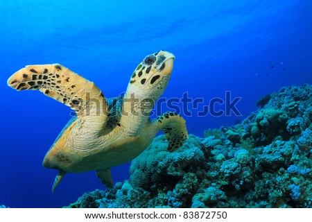 Hawksbill Sea Turtle swims over coral reef in the Red Sea, Egypt
