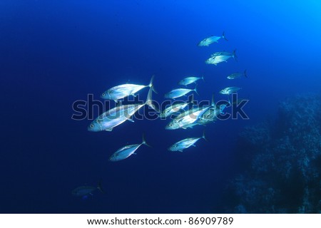 School of Tuna Fish in the Sea