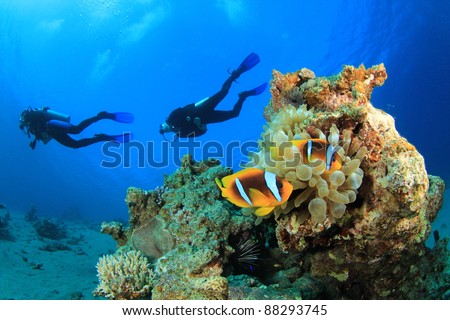 Scuba Divers swim over coral reef with Clown fish in an Anemone