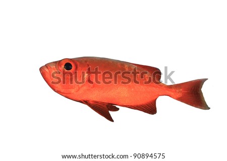 Tropical Fish on white background - Crescent-tailed Bigeye