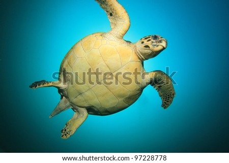 Turtle Up