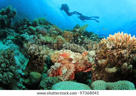 Coral Reef, Tropical Fish and Scuba Divers in the Red Sea