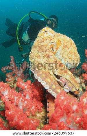Big red reef octopus and female scuba diver