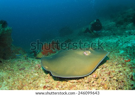 Stingray (Pink Whipray) and female scuba diver