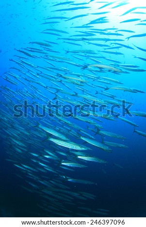 School of Barracuda fish in ocean