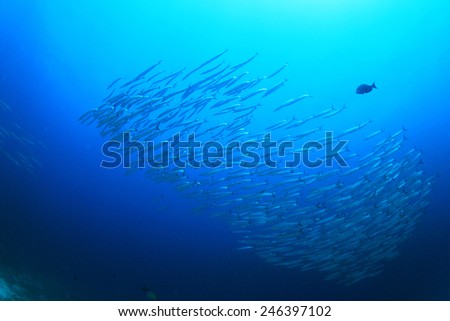 School of Barracuda fish in ocean