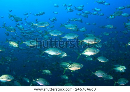 School of fish in ocean: Bigeye Trevallies