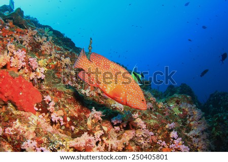 Coral Grouper (Hind) fish