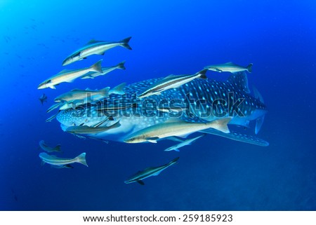 Whale Shark with Remora and Cobia fish