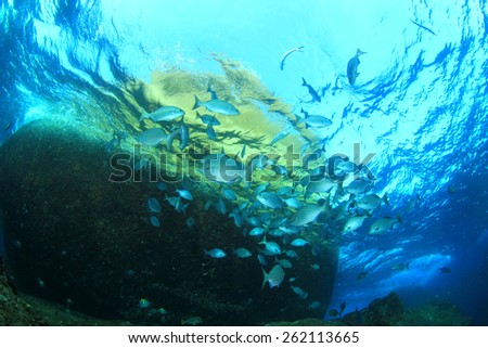Underwater fish in ocean