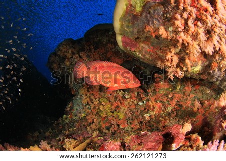 Coral Grouper fish on underwater ocean reef