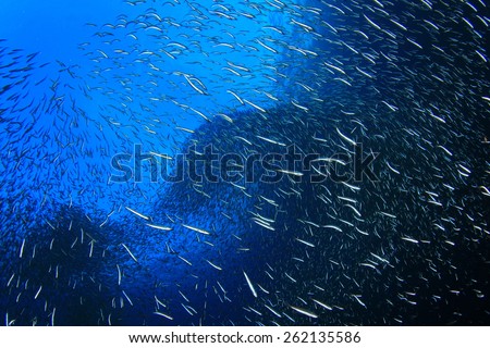 Sardines fish fry underwater background