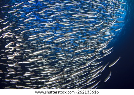 Sardines fish fry underwater background