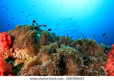 Chevron Barracuda fish in ocean over coral reef