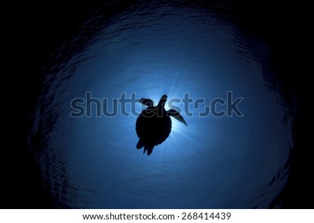 Silhouette Sea Turtle and sun