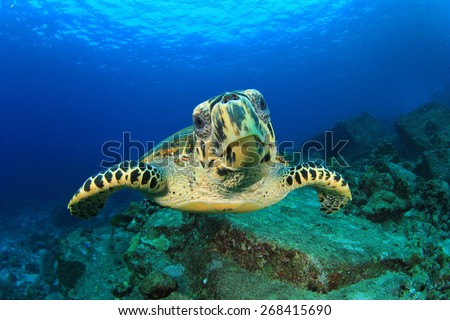 Hawksbill Sea Turtle underwater on ocean coral reef