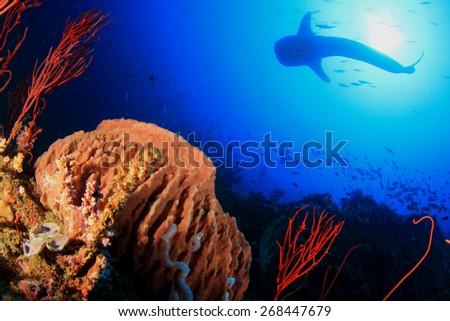 Whale Shark swims over coral reef