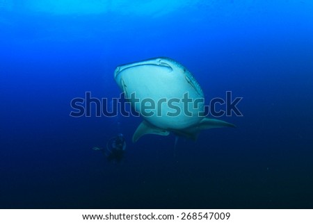 Whale Shark and scuba diver