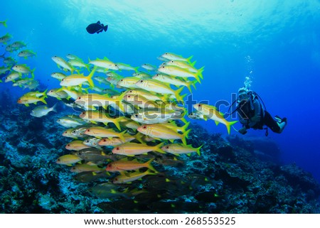 Scuba diver and school of fish (Yellowfin Goatfish)