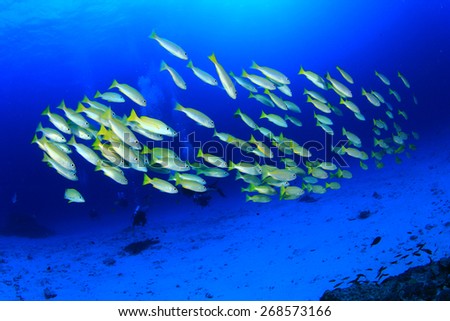 Coral Reef and Tropical fish underwater in ocean