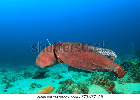 Big Red Reef Octopus