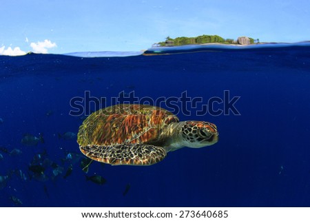 Green Sea Turtle: half and half split shot of underwater turtle and blue sky island above
