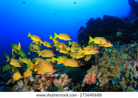 School yellow fish (Bluelined Snappers)