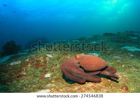 Reef Octopus underwater