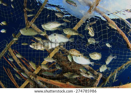 Environmental problem - fish stuck in a fisherman\'s trap