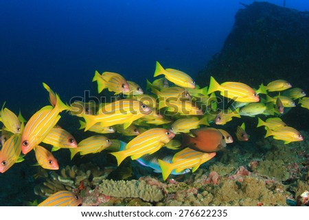 School five-lined Snapper fish on coral reef underwater